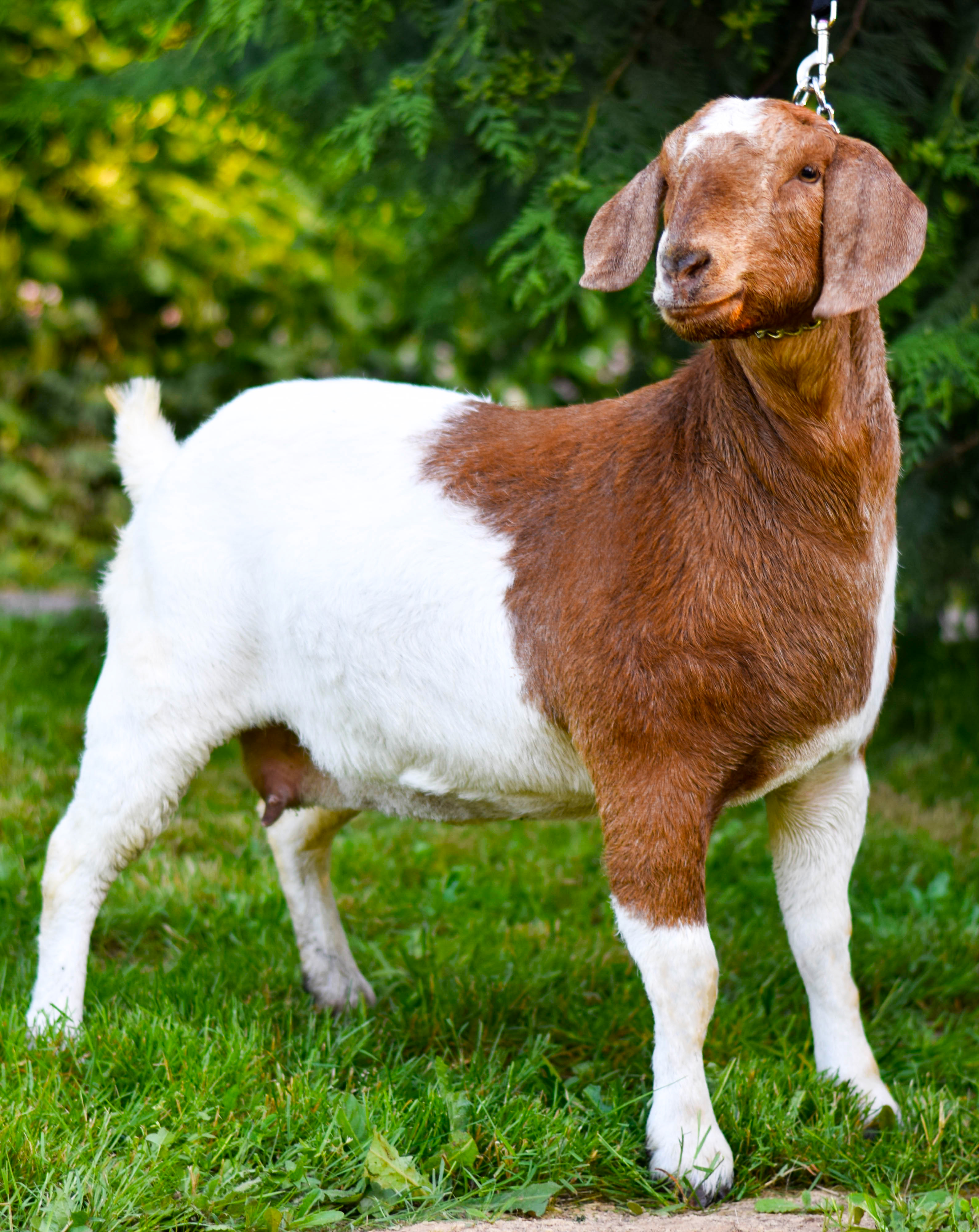 goat7